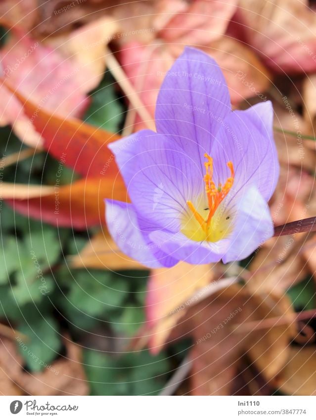 Herbstkrokus Krokus Safran herbstlich violett November Crocus sativus Herbstblüher Safrankrokus Knolle Herbstlaub Stempel Blüte Blütenblätter Herbstfärbung