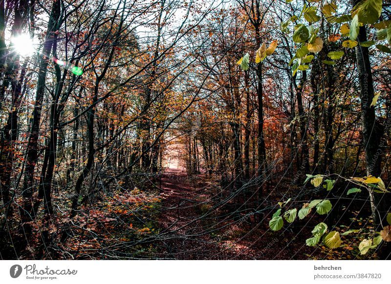 lichtblick Herbstlandschaft Herbstwetter Blätter Herbstwald Sonnenstrahlen Idylle Blauer Himmel herbstspaziergang Herbstfärbung herbstlich Herbststimmung