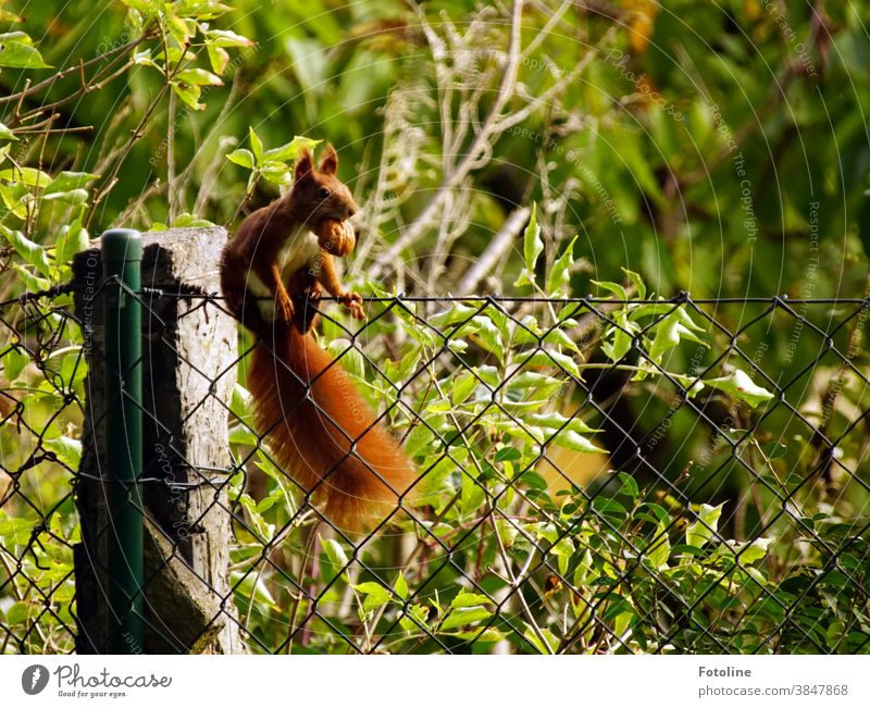 Drahtseilakt - oder ein kleines rotes Eichhörnchen balanciert auf einem Drahtzaun und hat eine dicke Walnuss im Maul. Tier Natur niedlich Farbfoto Wildtier 1