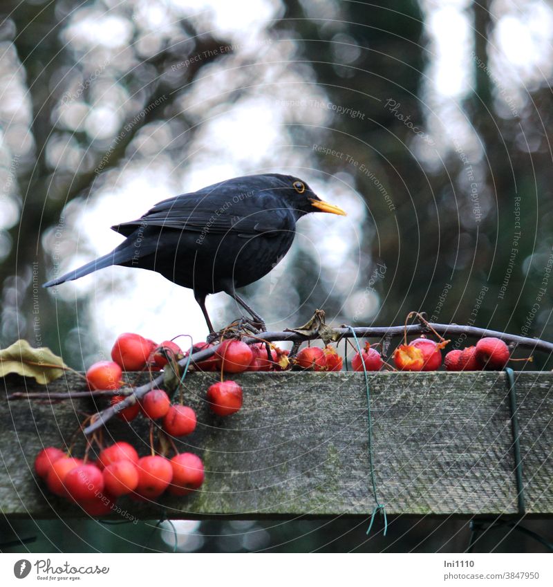 Schwarzdrossel hockt auf Zweig mit roten Zieräpfeln Amsel Vogel Singvogel Fütterung Pergola beobachten Turdus merula Winter männlich Garten Tierliebe