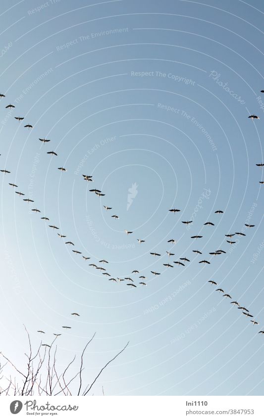 Kraniche im Formationsflug auf dem Weg in den Süden Kraniche am Himmel Zugvogel Naturerlebnis Herbst große Reise Schauspiel blauer Himmel Wildtiere