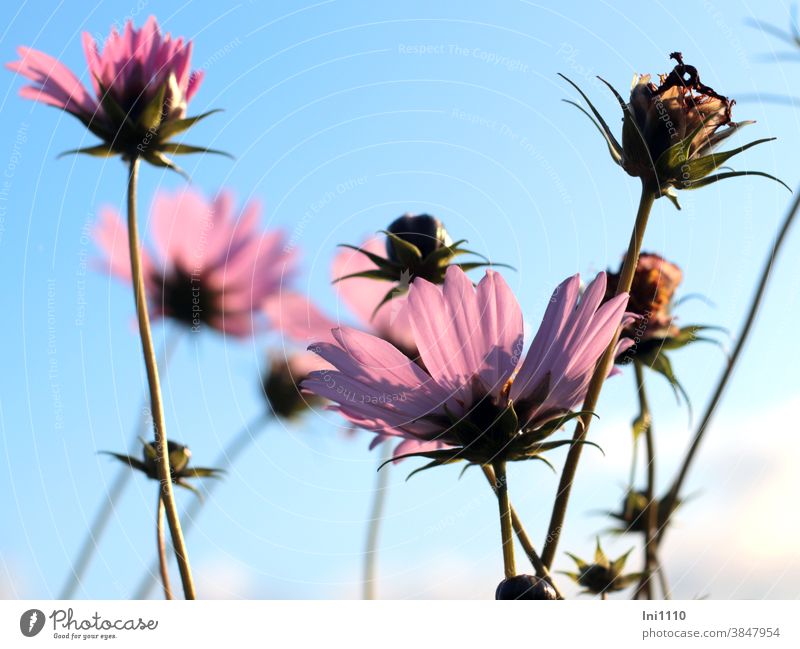 Blüten der Cosmea in der Herbstsonne vor blauem Himmel Cosmeablüten Schmuckkörbchen Sonnenschein blauer Himmel Gegenlicht herbstlich Kosmee Schattenspiel