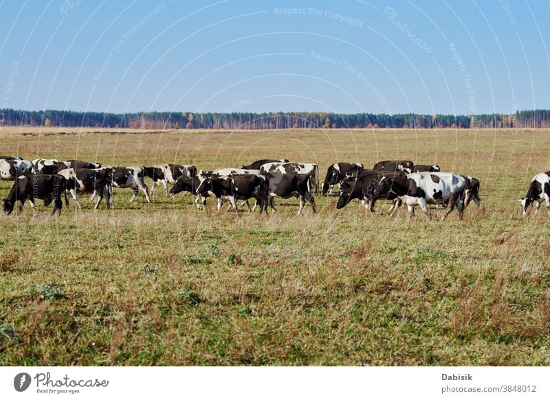 An einem Sommertag weidende Kuhherde auf der grünen Wiese Herde Wade Holstein Team friesisch heffer Huf melken Bauernhof Feld Gras Landschaft schwarz weiß Tag