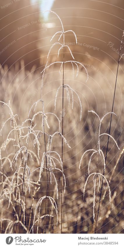 Frostiges Gras auf der Bergwiese bei Sonnenaufgang. Pflanze Nebel Wald geheimnisvoll kalt Saison Winter Herbst getönt gefiltert Einfluss Isera Isergebirge Berge