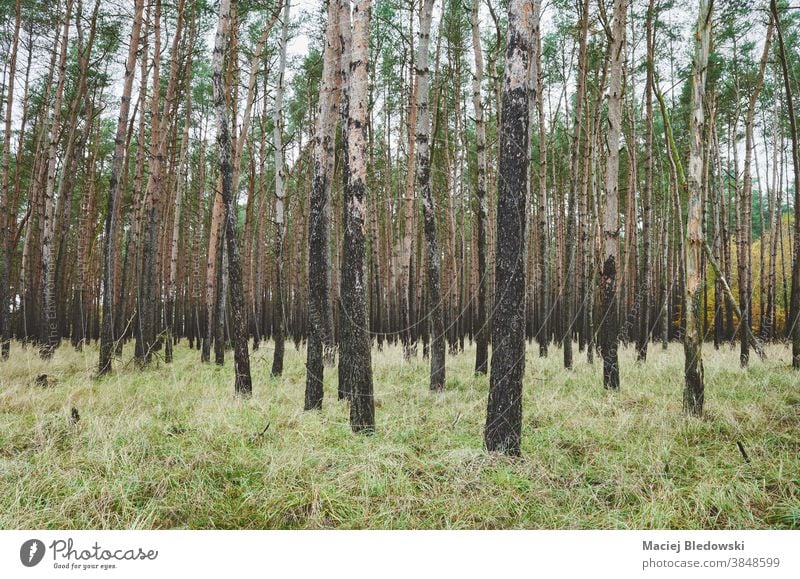 Bild eines herbstlichen Waldes mit Birken. Baum Natur Herbst Saison Gras Wildnis fallen grün Umwelt