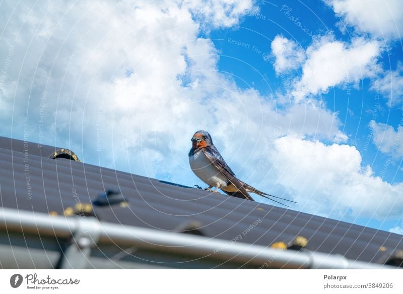 Erwachsener Schwalbenvogel im Sommer auf einem Dach füttern Schnabel Feder Fauna Tag Erwachsener Schluck Schwalbenwanderung Vögel Federn Jagd Park im Freien
