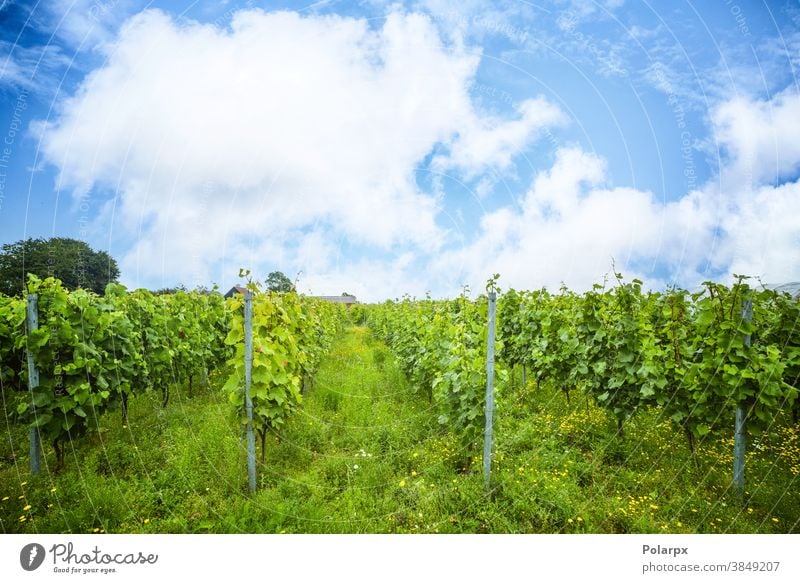 Weinrebenplantage in einem Weinberg Reihen Bodenbearbeitung idyllisch Weinberge schön Frankreich Tal Industrie Dorf Landwirt Szene Europa Frühling im Freien