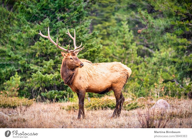 Porträt eines großen Elchbullen (Cervus canadensis) in den Rocky Mountains männlich Wapiti-Hirsche jagen Geweih Natur Park fallen Berge Horn Tierwelt Säugetier