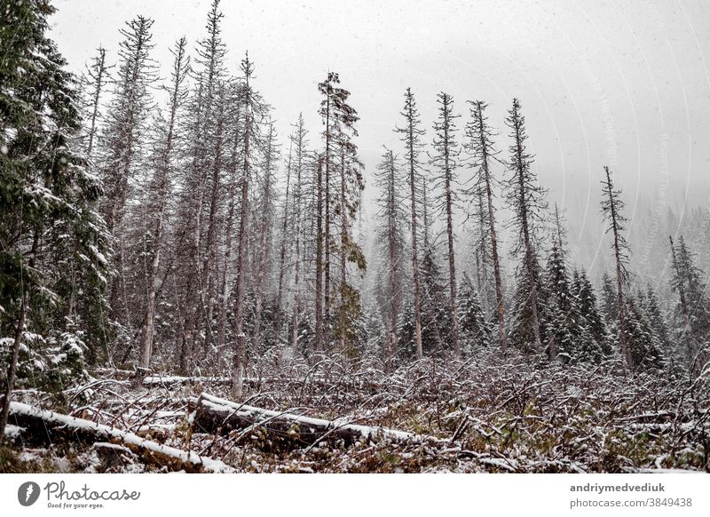Landschaft Schnee Bäume und gefällte Bäume Wald im Winter. Berge im Hintergrund. Morske Oko, Polen Natur Szene weiß Glück neu ländlich Schönheit Feiertag Saison