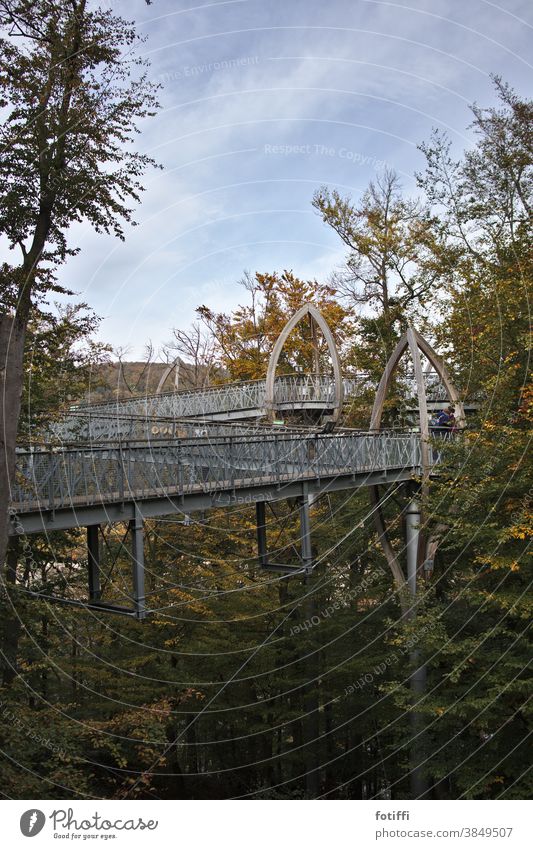 Baumkronenpfad am Edersee Brücke Blattwerk hoch geschwungen edersee Natur Außenaufnahme grün Menschenleer Blätter Umwelt Architektur Wald