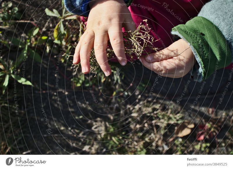 behutsam Kind Pflanze begreifen fühlen Garten erleben Kleinkind Außenaufnahme Hand lernen Natur Kindererziehung Umwelt entdecken