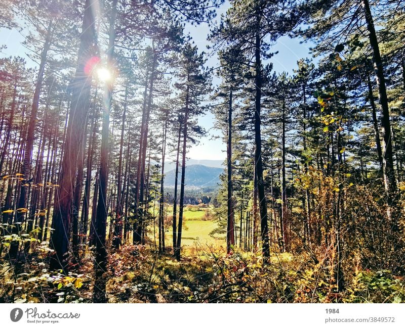 Ausblick ausblick Ferne Natur Wiese Wald Bäume Farbfoto Landschaft Menschenleer Sonnenlicht Außenaufnahme