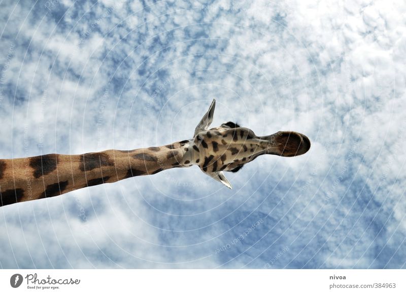 hansguckindieluft Tier Himmel Wolken Wetter Schönes Wetter Zoo Giraffe 1 ästhetisch sportlich exotisch Freundlichkeit gigantisch groß lang schön braun Tierliebe