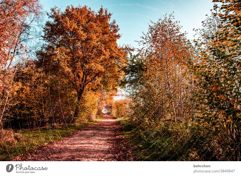 herbstliebe Sonnenlicht Kontrast Licht Außenaufnahme Farbfoto Fußweg schön fantastisch Wald Sträucher Blatt Baum Pflanze Herbst Landschaft Natur Umwelt