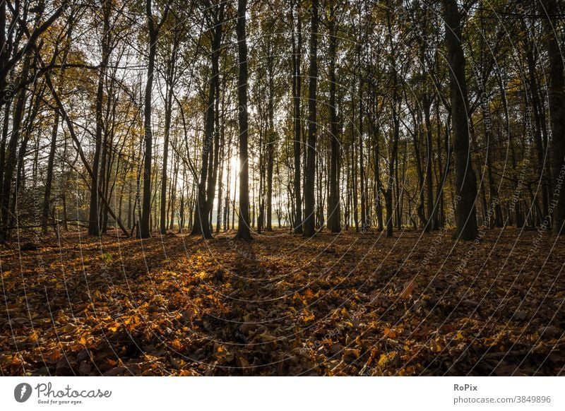 Goldenes Laub in einem Wald bei gegenlicht. Sonne Herbst Landschaft Weg Pfad Eichen Allee Feldweg Natur Waldweg Jahreszeit Witterung landscape Wetter
