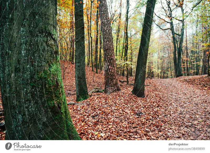 Weg im Tegeler Forst Landschaft Ausflug Natur Umwelt wandern Sightseeing Pflanze Herbst Schönes Wetter Baum Wald Akzeptanz Vertrauen Glaube Herbstlaub