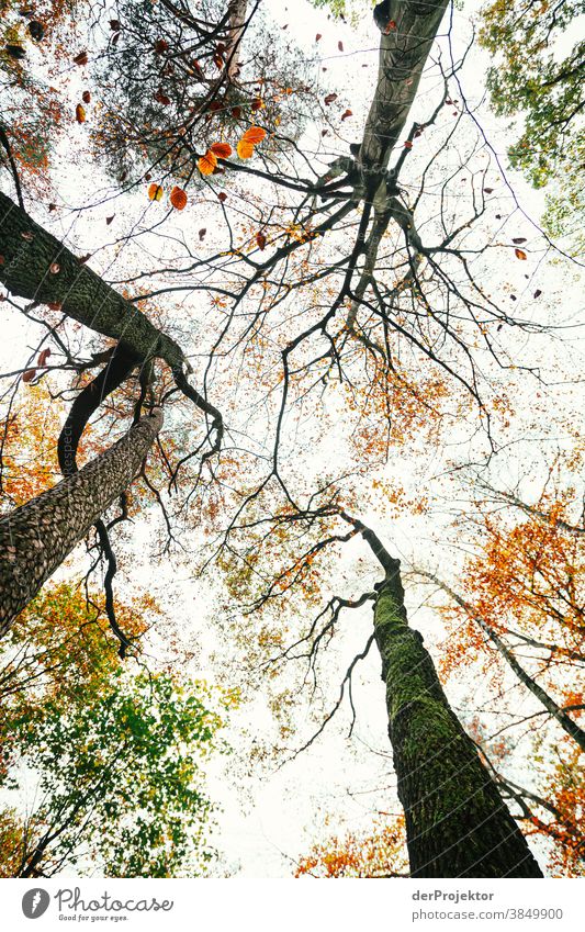 Blick in die Baumkronen im Tegeler Forst Landschaft Ausflug Natur Umwelt wandern Sightseeing Pflanze Herbst Schönes Wetter Wald Akzeptanz Vertrauen Glaube