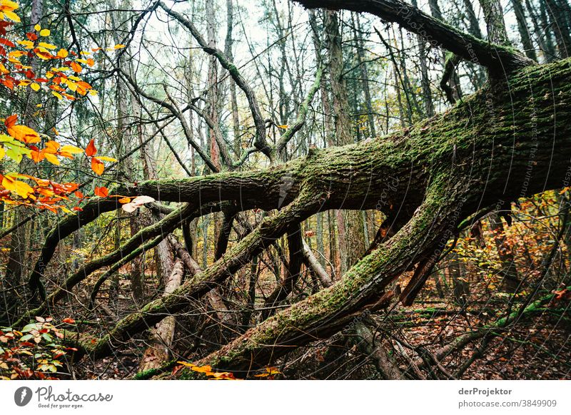 Umgestürzter Baum im Tegeler Forst Landschaft Ausflug Natur Umwelt wandern Sightseeing Pflanze Herbst Schönes Wetter Wald Akzeptanz Vertrauen Glaube Herbstlaub