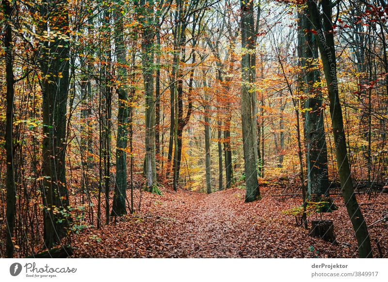 Weg durch einen Wald in Brandenburg Landschaft Ausflug Natur Umwelt wandern Sightseeing Pflanze Herbst Schönes Wetter Baum Akzeptanz Vertrauen Glaube Herbstlaub