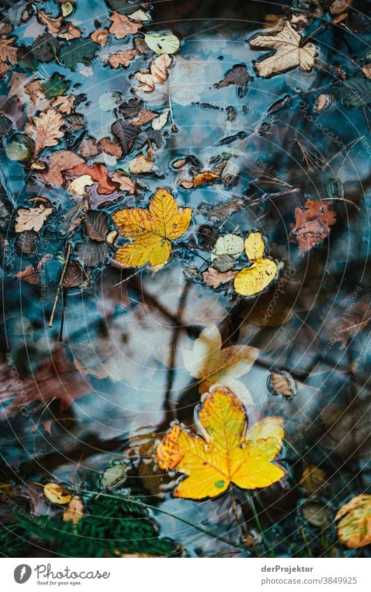 Blätter im See in Brandenburg Landschaft Ausflug Natur Umwelt wandern Sightseeing Pflanze Herbst Schönes Wetter Baum Wald Akzeptanz Vertrauen Glaube Herbstlaub
