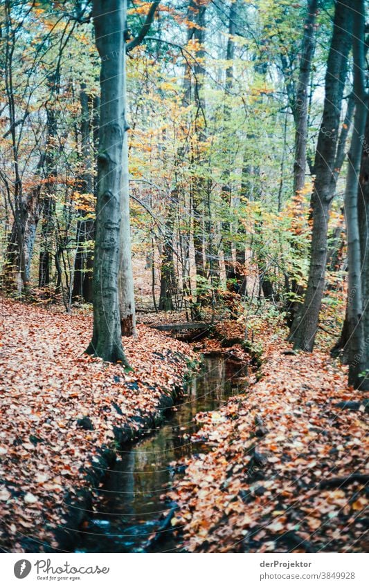 Bachlauf in Brandenburg Landschaft Ausflug Natur Umwelt wandern Sightseeing Pflanze Herbst Schönes Wetter Baum Wald Akzeptanz Vertrauen Glaube Herbstlaub