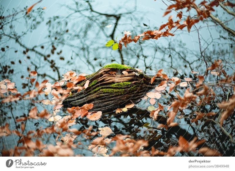 Baumstamm in See in Brandenburg Landschaft Ausflug Natur Umwelt wandern Sightseeing Pflanze Herbst Schönes Wetter Wald Akzeptanz Vertrauen Glaube Herbstlaub