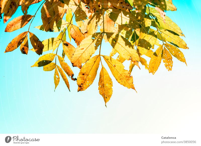 Das gelbe Laub der Schwarz-Esche im Herbst Natur Flora Pflanze Baum Blätter Zweig Ölbaumgewächs Fraxinus nigra Himmel schönes Wetter Garten Gelb Grün Türkis
