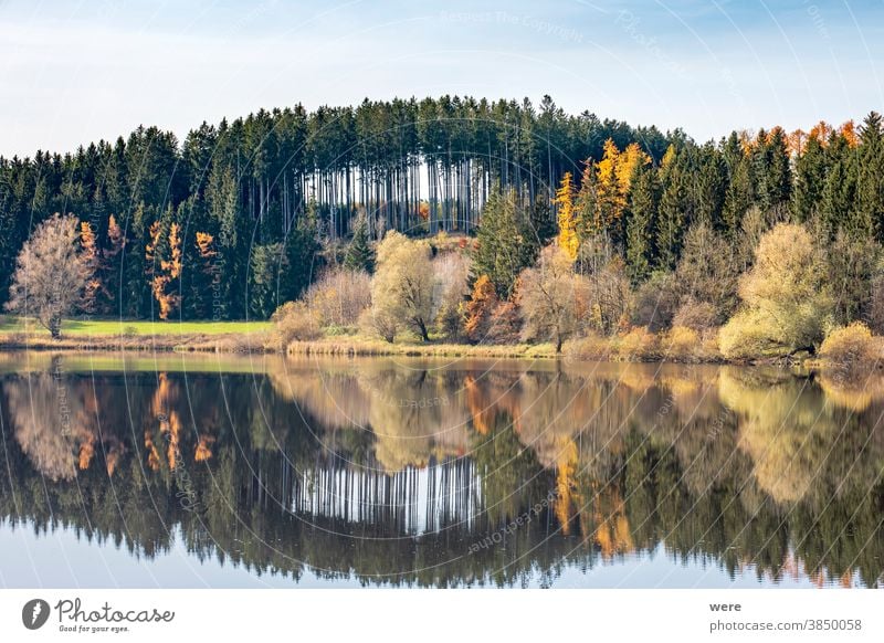 Herbstblätter spiegeln sich im Wasser des Stausees Windach in Bayern Herbstfarbe Herbstwald Herbstlaub farbenfroh Wald Landschaft Natur reflektieren