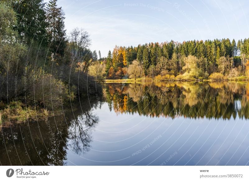Herbstblätter spiegeln sich im Wasser des Stausees Windach in Bayern Herbstfarbe Herbstwald Herbstlaub farbenfroh Wald Landschaft Natur reflektieren
