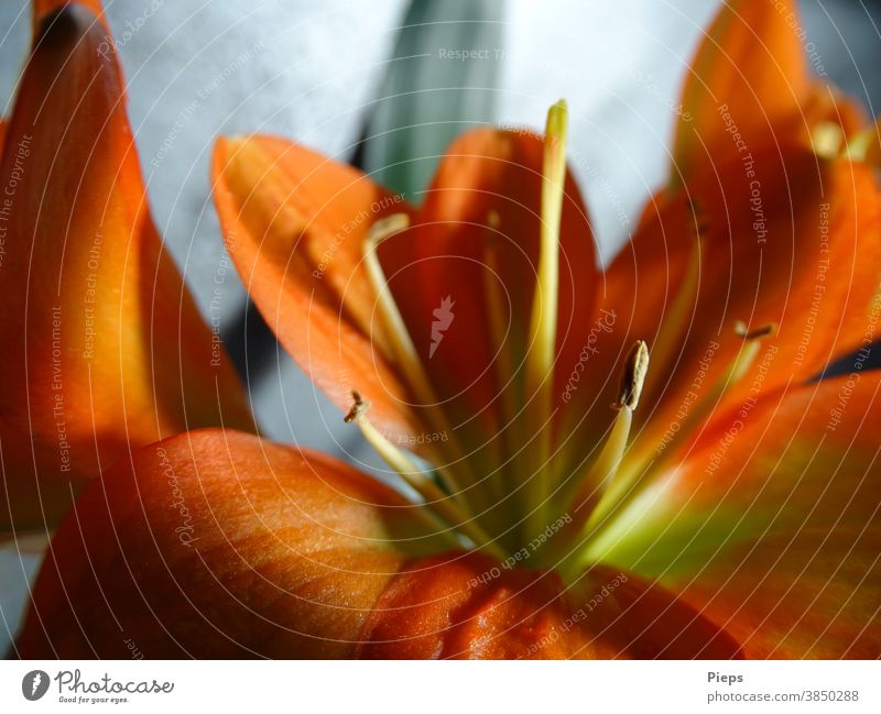 Blüte der Clivie (Riemenblatt) Blütenstempel Blütenblatt orange Licht und Schatten Zimmerpflanze Floristik Innenaufnahme Makroaufnahme Zierpflanze
