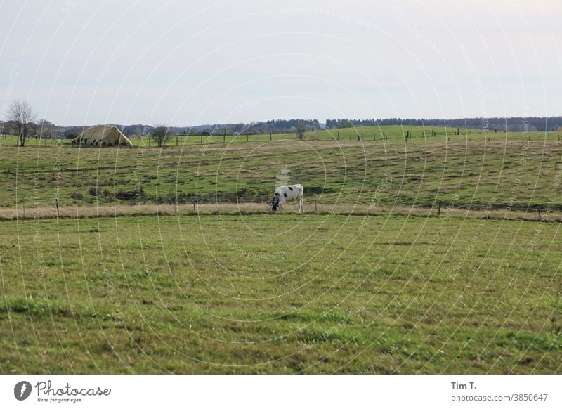 eine Kuh auf der Wiese poland Polen Himmel Tier Gras Weide grün Landwirtschaft Rind Natur Nutztier Landschaft Außenaufnahme Umwelt Feld Farbfoto Viehzucht