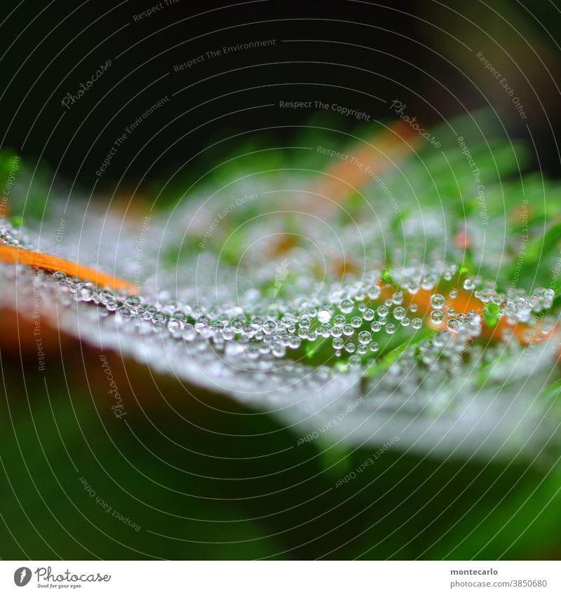 700 | Perlen im Morgentau Netzwerk filigran Glanz Tautröpfchen hauchdünn Perlenkette tautropfen Außenaufnahme Spinnennetz rund Sträucher Natur Umwelt Herbst