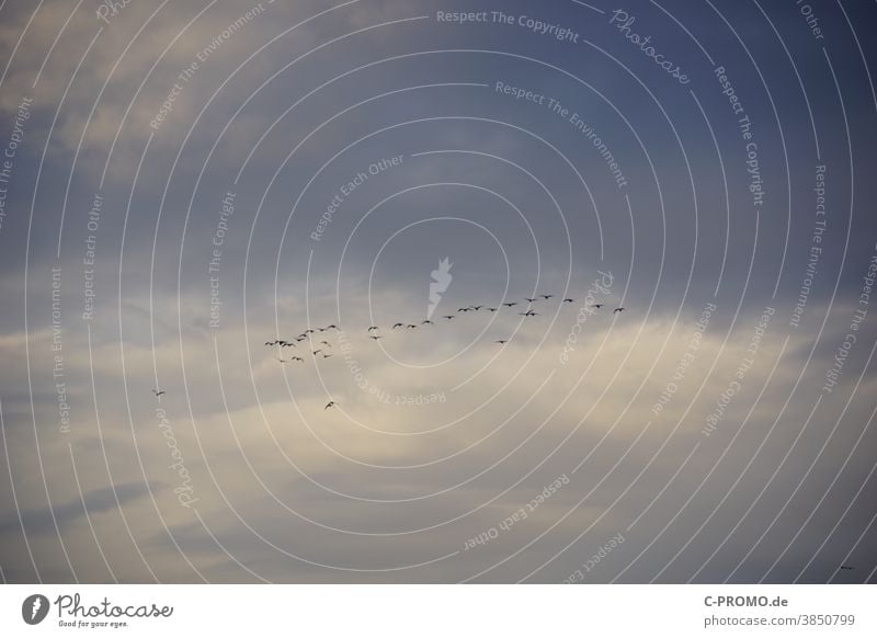 Wildgänse - Zugvögel fliegen Richtung Süden Schwarm Herbst Himmel Wolken Textfreiraum Team Gruppe Gänsevögel Vögel Vogelschwarm Vogelflug