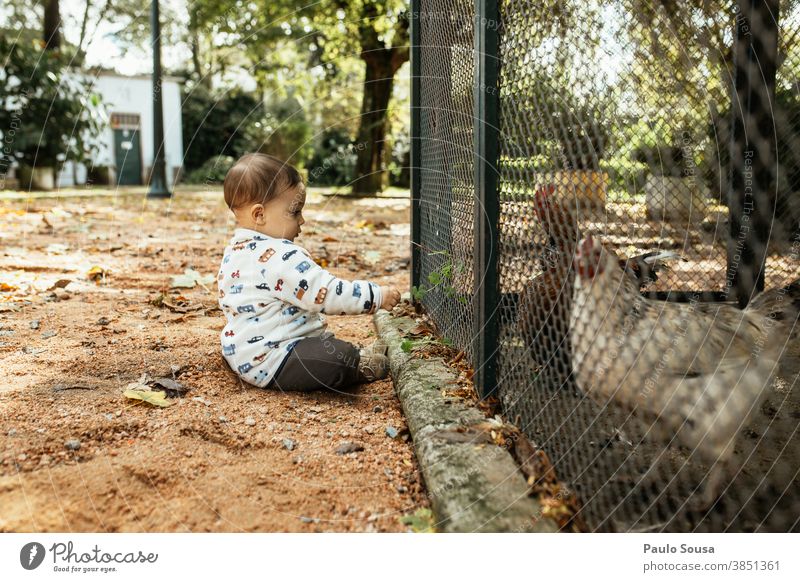 Kleinkind beim Füttern von Hühnern im Park authentisch Kind Kindheit Tierliebe Hähnchen Ziervogel Mensch Natur Tierporträt Farbfoto Vogel Liebe Außenaufnahme