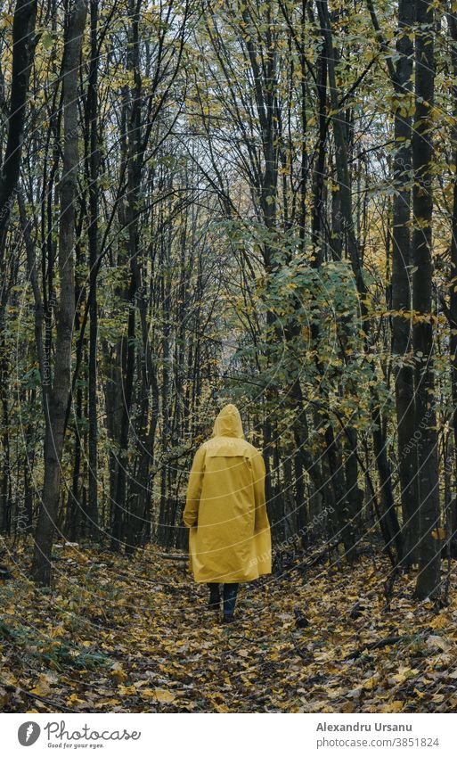 Ein Mann in einer gelben Jacke, der im Herbst im Wald spazieren geht. laufen Typ gelbe Jacke Bäume Stimmung dunkel Natur Regenjacke