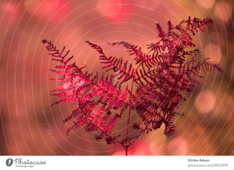 Herbstfarben - roter Farn mit weichem Hintergrund Farnblatt Rot Herbstliches Natur Pflanze Farbfoto Blatt Menschenleer Außenaufnahme Schwache Tiefenschärfe