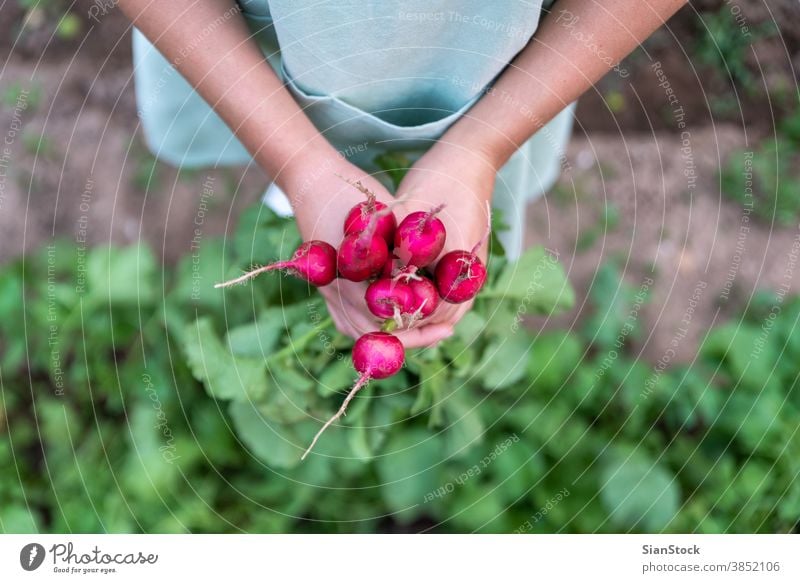 Junge Frau im Garten hält Radieschen. grün Ernte frisch Haufen Wachstum Schürze Pflanze Gesundheit Vitamin Lebensmittel Kommissionierung Blatt roh Natur Hand