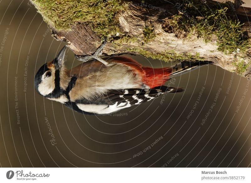 Buntspecht - Weibchen, Dendrocopos major, Syn Picoides major, great spotted woodpecker - female Baum Great Spotted Woodpecker Holz Picidae Piciformes