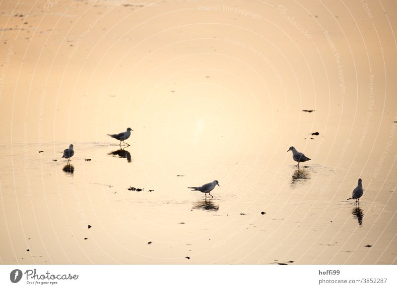 Möwen in der frühen Morgensonne Meeresvogel Möwenvögel Fischland Nordseeküste Sonnenuntergang Sonnenaufgang Ornithologie Feder Beine Ostsee Wildtier See