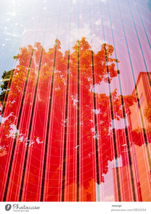||| Streifen rot abstrakt Baum Himmel Schönes Wetter Reflexion & Spiegelung Haus Glasscheibe optische täuschung