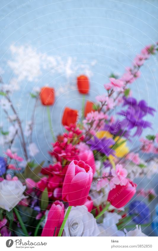 Blumenstrauß Blüte Blühend zusammengehörig Zusammenstellung bunt gemischt Tulpen Rosen blaue wand Dekoration & Verzierung Menschenleer schön Farbfoto rot