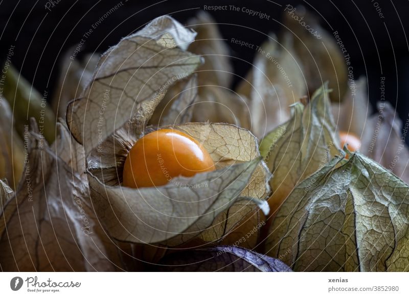 Die Frucht Physalis mit Kelchblättern Andenbeere Obst Lampionblume orange Detailaufnahme exotisch Strukturen & Formen Kapstachelbeere Ernährung Bioprodukte