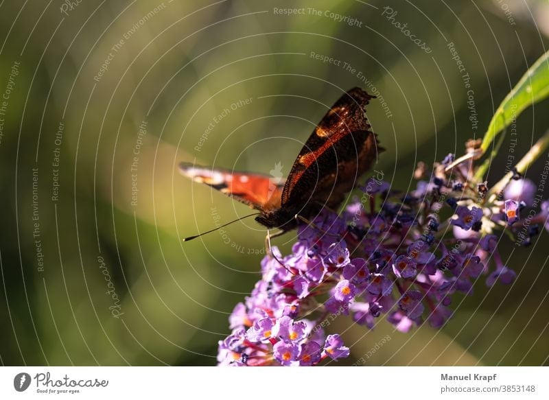 Schmetterling Schmetterlinge Natur Pflanze Pflanzen Tier Insekt grün purpur Frühling Sommer Tagpfauenauge Makro Makroaufnahme Makro-Fotografie