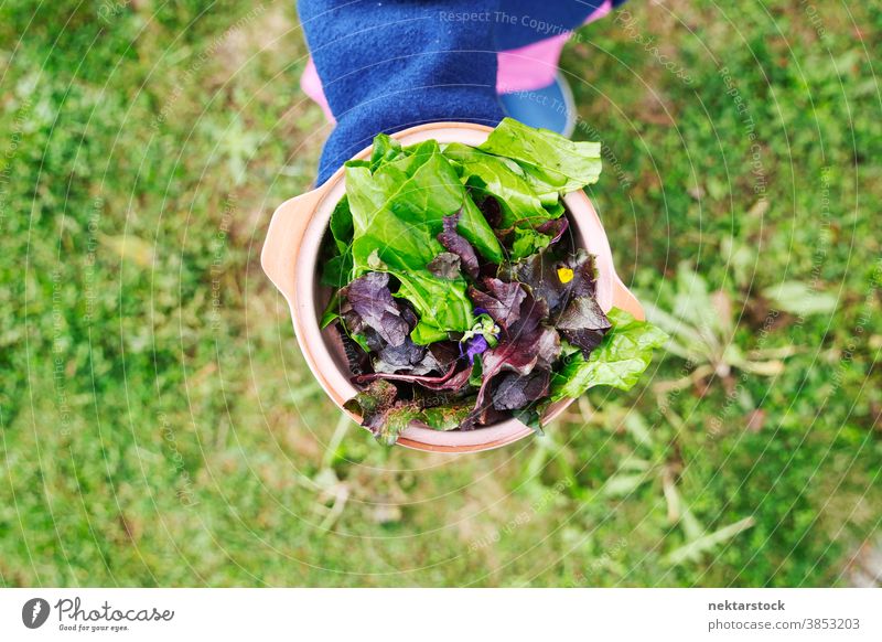 Gartensalat-Blattmischung in Schüssel im Freien Salatbeilage mischen Schalen & Schüsseln Lebensmittel Suppengrün Gras Hochwinkelansicht nicht erkennbare Person