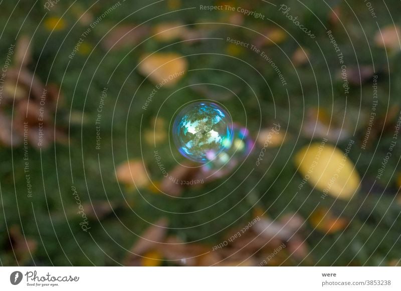 schillernde Seifenblase über einer Wiese Schaumblase Blasen geplatzt Kindheit eadow schäumen zerbrechlich irisierende Seifenblase verderblich spielen Spielen
