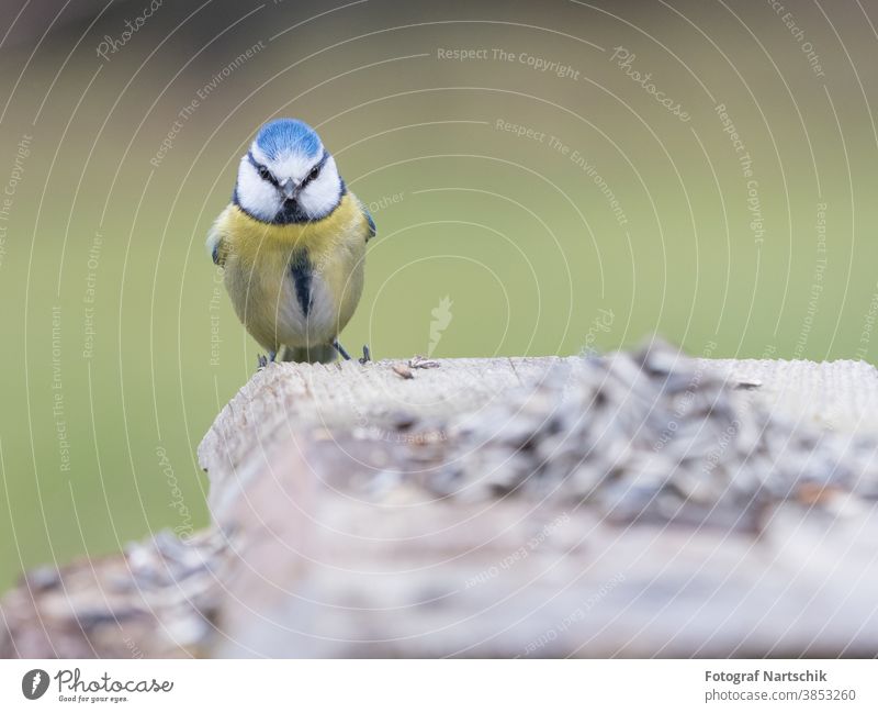 Blaumeise schaut direkt in die Kamera blau gerade Betrachtung Natur natürlich Vogelperspektive Vögel Close Up Nahaufnahme