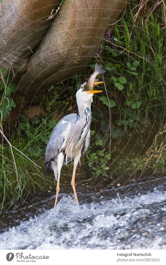 Ein Graureiher verschlingt einen großen Fisch im Bach Vogel Vögel Reiher Natur wildlife Fressen Schnabel Bachufer Fluss Flussufer