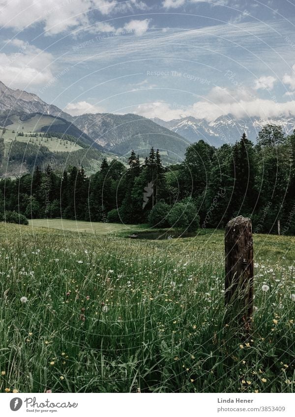 Gebirgspanorama in Österreich Gebirge Wanderung wandern Wiese grün Blumenwiese Kräuter Gras Aussicht Panorama Weite Bäume blauer Himmel Urlaub Urlaubsregion