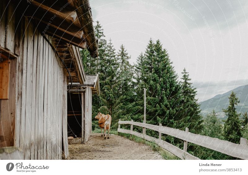 Kuh auf der Alm Österreich Berge u. Gebirge Natur Außenaufnahme Sommer Alpen Landschaft Farbfoto Tier Nutztier Umwelt Idylle Landwirtschaft natürlich Europa