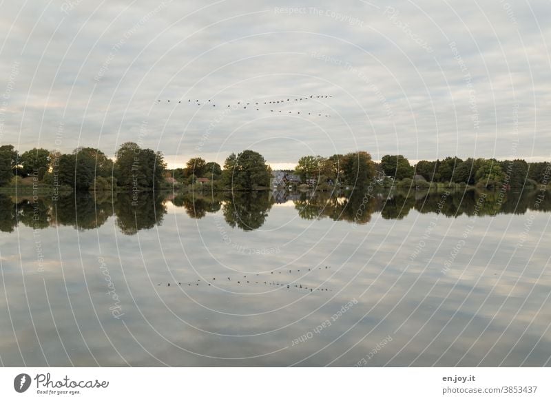 Vogelschwarm am Himmel spiegelt sich im See Seeufer Wolken Spiegelung Ufer Bäume Vogelzug Reflexion & Spiegelung ruhig Landschaft Idylle Wasser Wasseroberfläche